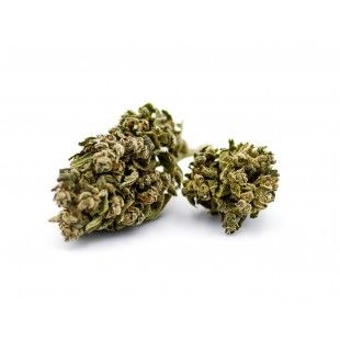Super Lemon Haze 100pour100 CBD - 100 % ou 100%