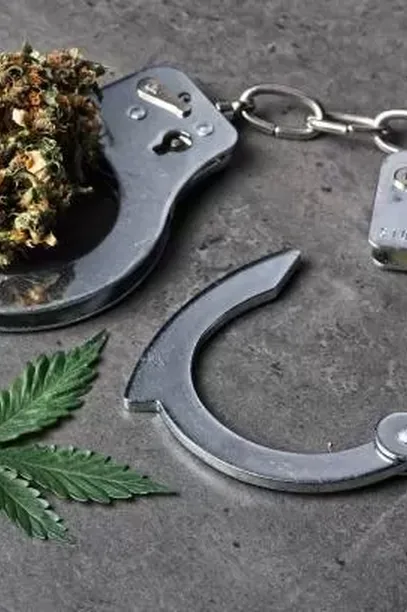 Fleur de cbd dans la main