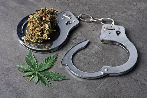 Fleur de cbd en gros plan