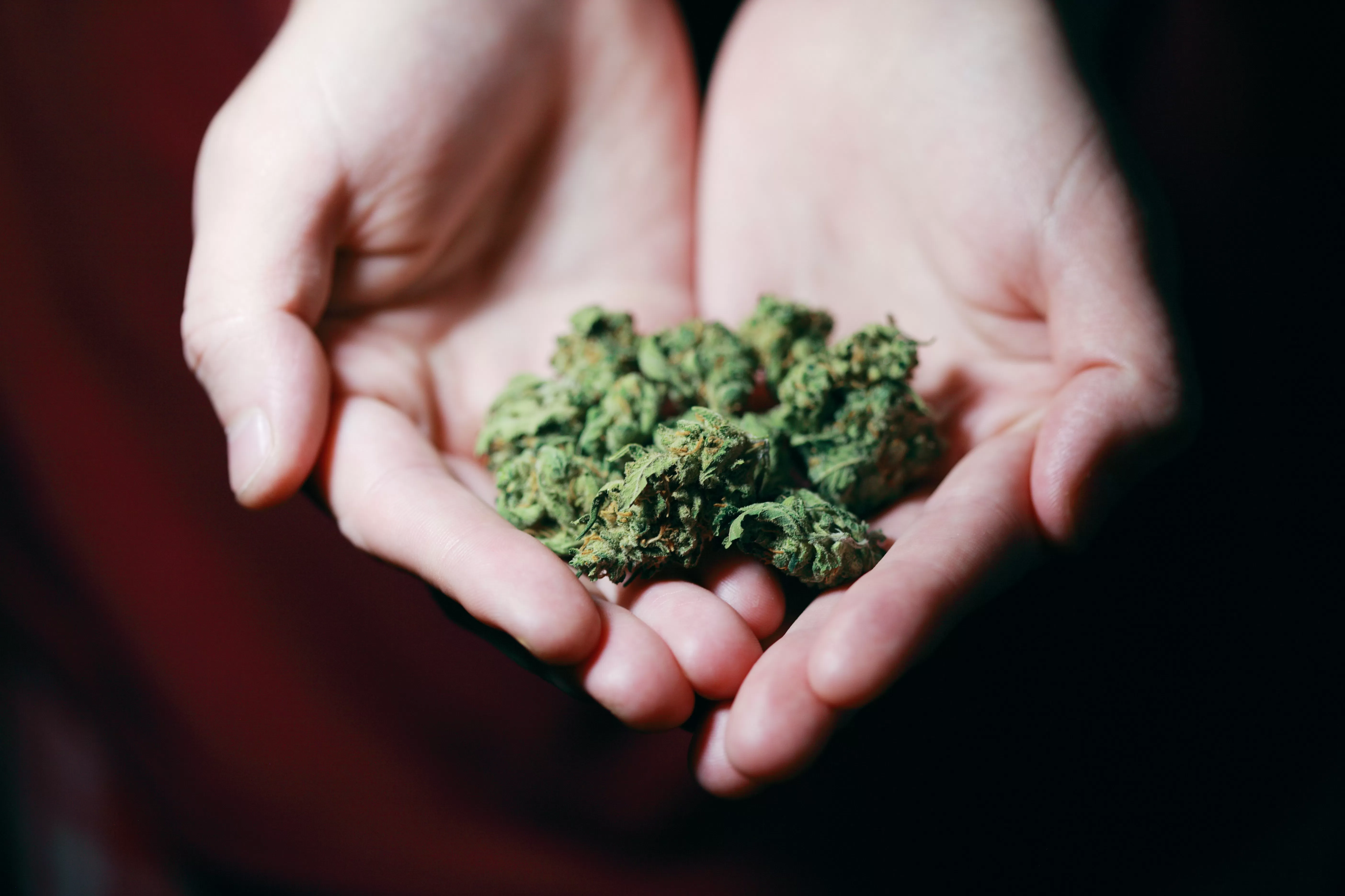 Fleur de cbd en gros plan