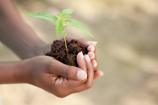 Plante chanvre main